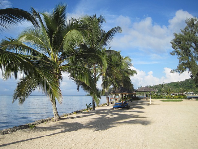 kokosové palmy na pláži